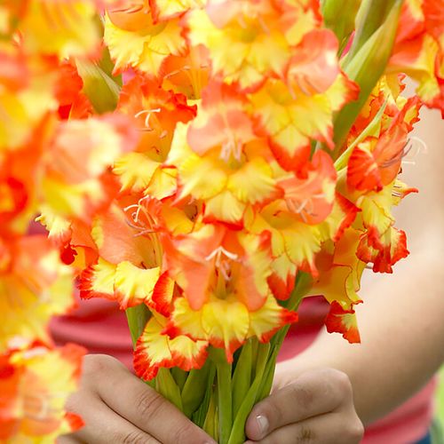 Gladiolus 'Princess Margaret Rose' Bulbs Image