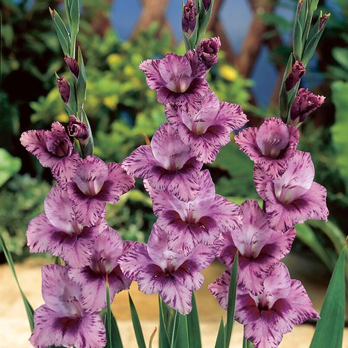 Gladiolus 'Passos' Bulbs Image