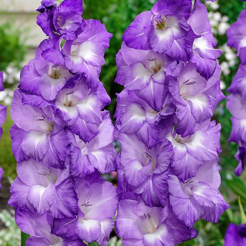 Gladiolus 'Nori' Bulbs Image