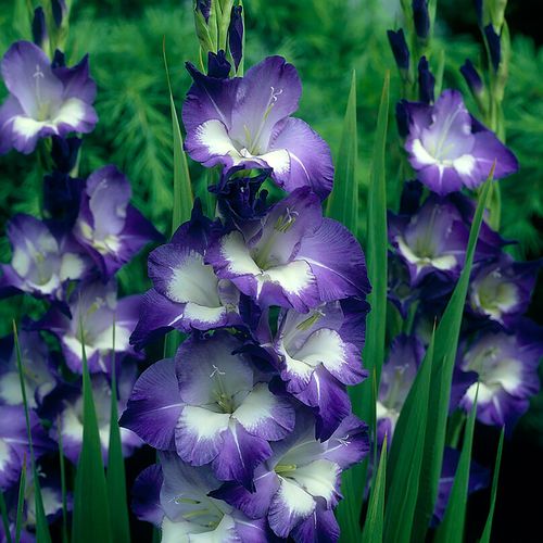 Gladiolus 'Nori' Bulbs Image