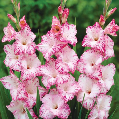 Gladiolus 'My Love' Bulbs Image