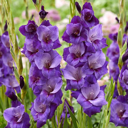 Gladiolus 'Purple Magic' Bulbs Image