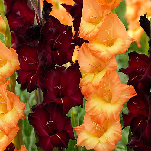 Gladiolus Midnight Blossom Blend Bulbs Image