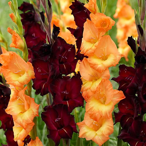 Gladiolus Midnight Blossom Blend Bulbs Image
