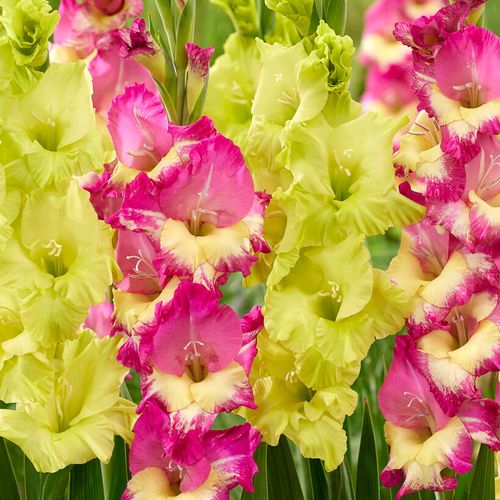 Gladiolus Exuberant Koi Blend Bulbs Image