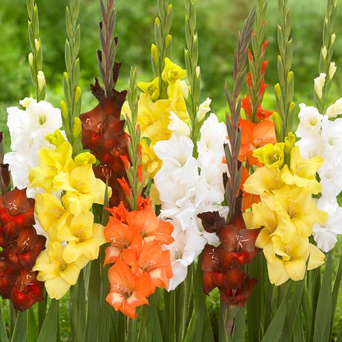Gladiolus Sunrise Blend Bulbs Image