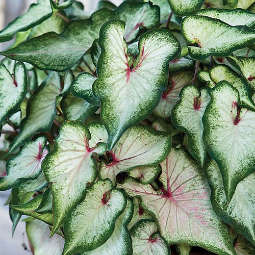 Caladium 'White Wonder' Bulbs Image
