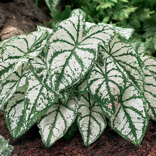 Caladium 'White Christmas' Bulbs Image