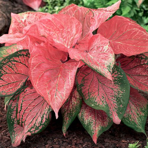 Caladium 'Pink Symphony' Bulbs Image