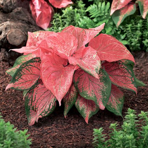 Caladium 'Pink Symphony' Bulbs Image
