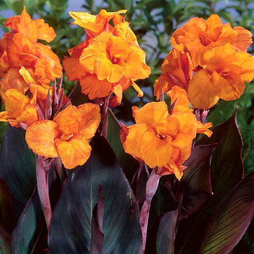 Canna 'Wyoming' Bulbs Image