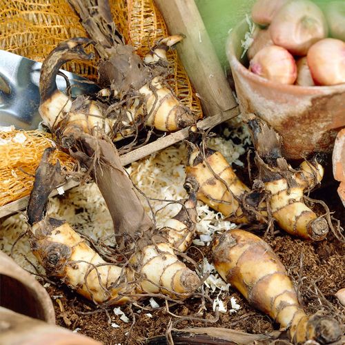 Canna World's Tallest Canna Lily Bulbs Image