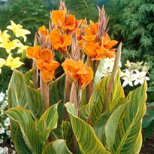 Canna 'Bengal Tiger' Bulbs Image
