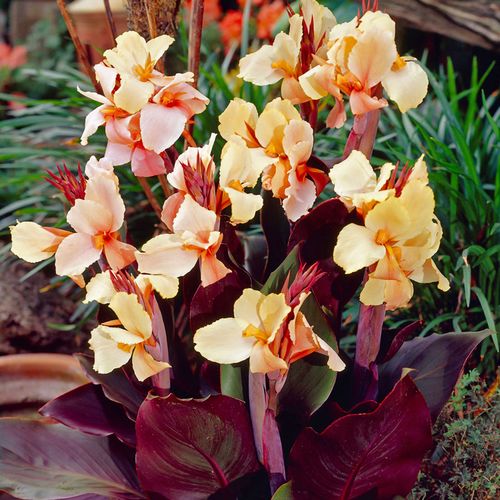 Canna 'Angel Martin' Bulbs Image