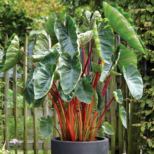 Colocasia 'Hawaiian Punch'  Elephant Ear Bulb Image