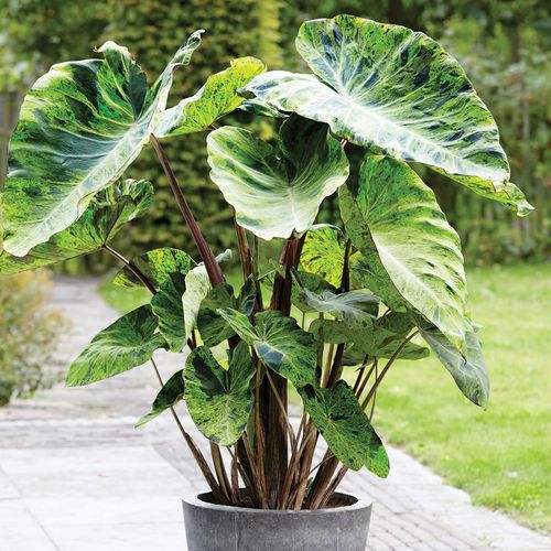 Colocasia 'Mojito' Elephant Ear Bulb Image