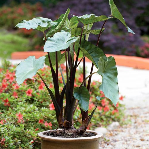 Colocasia 'Fontanesii' Black Stem Elephant Ear Bulb Image
