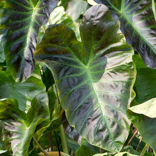 Colocasia Royal Hawaiian&reg; Aloha Elephant Ear Bulb Image