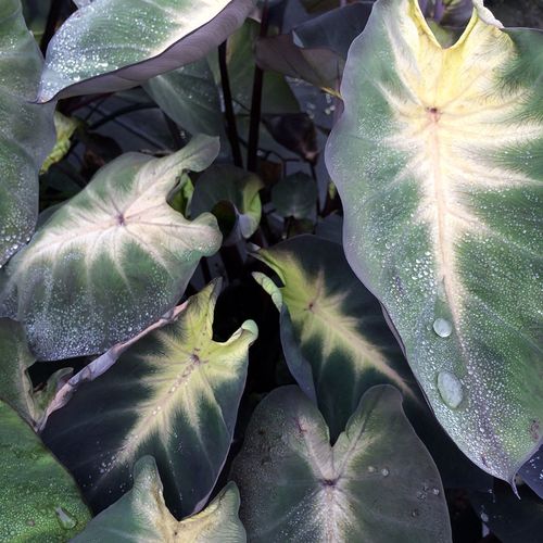 Colocasia Royal Hawaiian&reg; Tropical Storm Elephant Ear Bulb Image