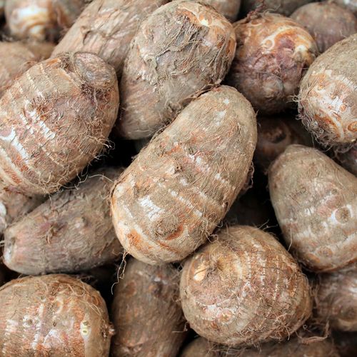 Colocasia Royal Hawaiian&reg; Tropical Storm Elephant Ear Bulb Image