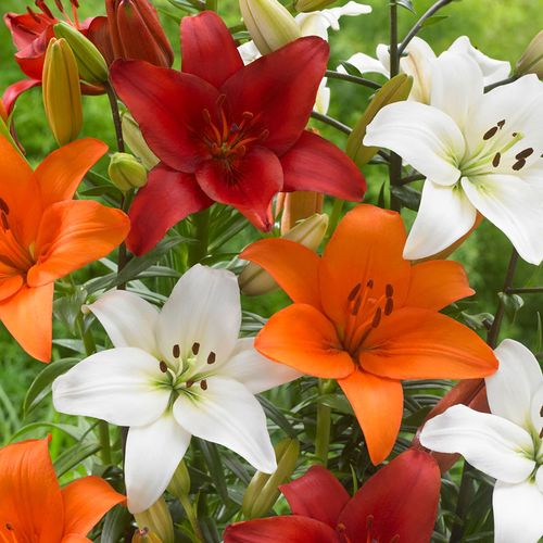 Lilium Perfect Pairing Summer Blend Asiatic Lily Bulbs Image