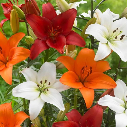 Lilium Perfect Pairing Summer Blend Asiatic Lily Bulbs