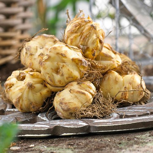 Lilium Fragrant Blend Oriental Lily Bulbs Image