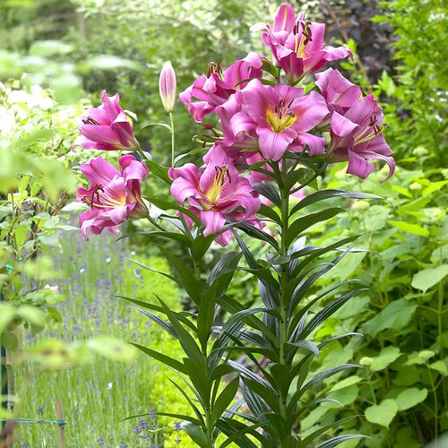 Lilium 'Purple Lady' Tree Lily Bulbs Image