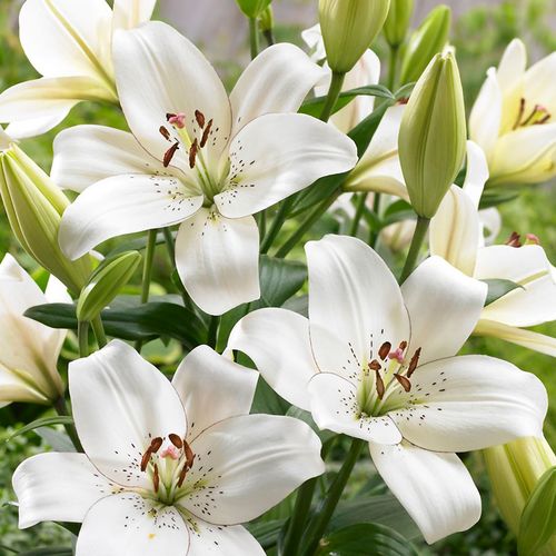Lilium 'Eyeliner' Asiatic Lily Bulbs Image