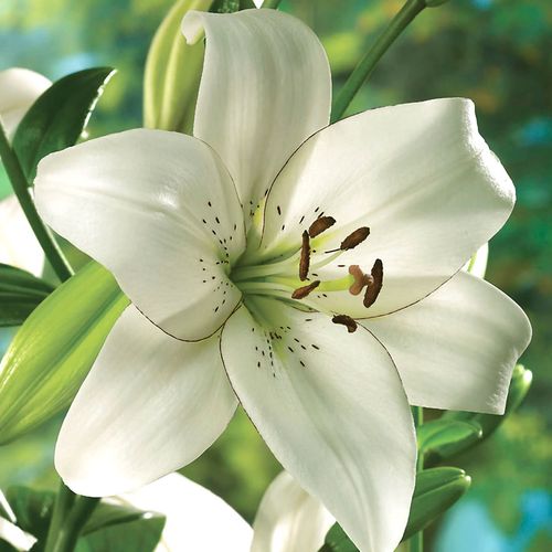 Lilium 'Eyeliner' Asiatic Lily Bulbs Image