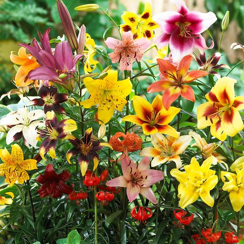 Lilium Non Stop Blooming Blend Asiatic Lily Bulbs Image
