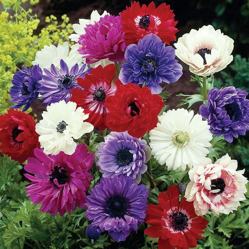 Anemone 'St. Brigid Group' Windflower Bulbs Image