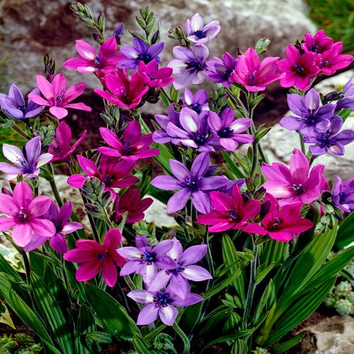 Babiana Mixed Baboon Flower Bulbs Image