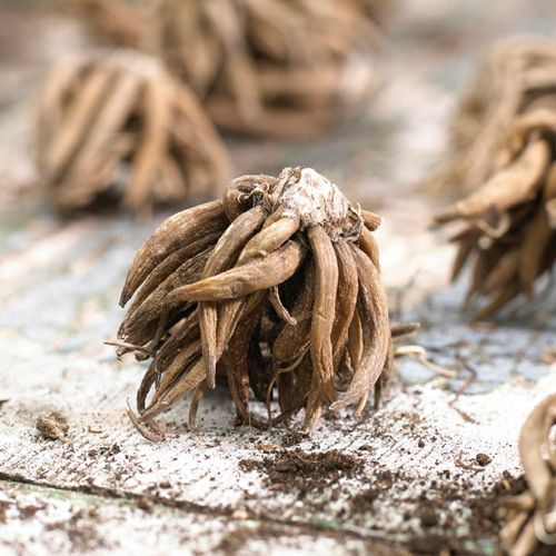 Ranunculus Double Picotee Buttercup Bulbs Image