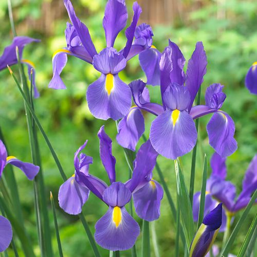 Iris 'Telstar' Dutch Iris Bulbs Image