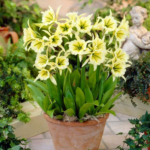 Hymenocallis 'Sulphur Queen' Peruvian Daffodil Bulbs Image