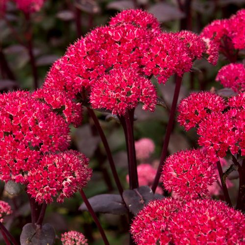 Sedum 'Red Cauliflower' Image