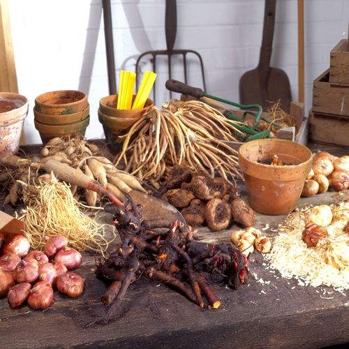 Sedum 'Red Cauliflower' Image