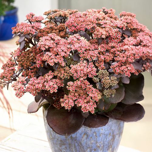 Sedum Sunsparkler&reg; Blue Pearl Image