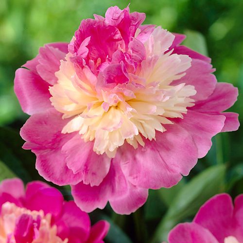 Paeonia 'Gay Paree' Peony Image
