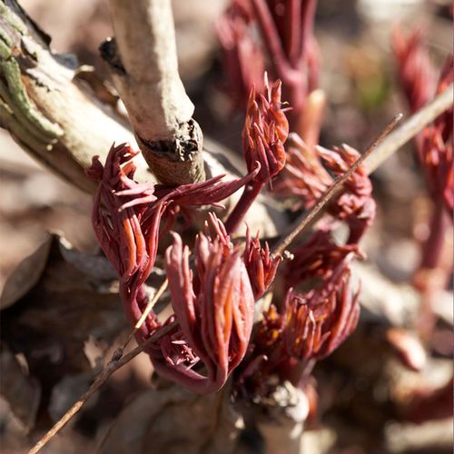 Paeonia 'Dublin' Patio Peony Image