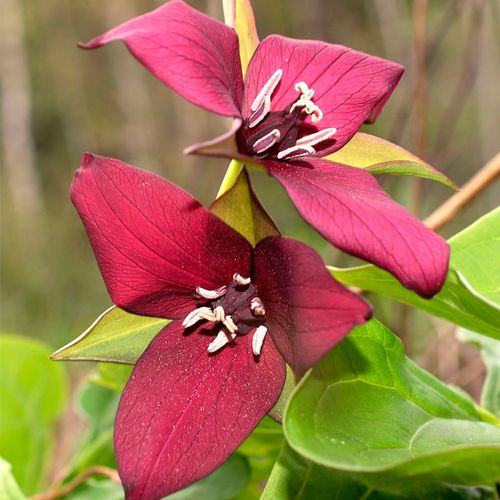 Trillium erectum Red Image