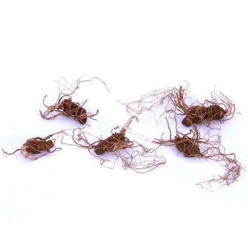 Trillium erectum Red Image