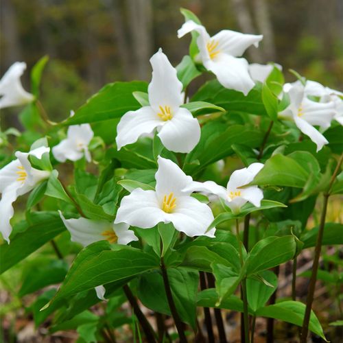 Trillium grandiflorum White Image