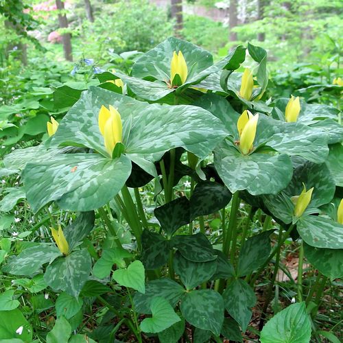 Trillium luteum Yellow Image