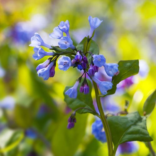 Mertensia Virginia Bluebells Image