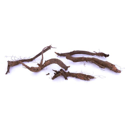 Mertensia Virginia Bluebells Image