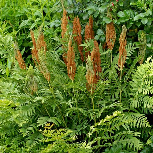 Osmundastrum Cinnamon Fern Image