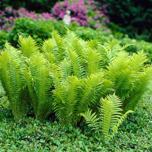 Matteuccia Ostrich Fern Image