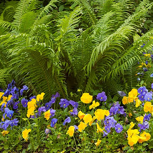 Matteuccia Ostrich Fern Image